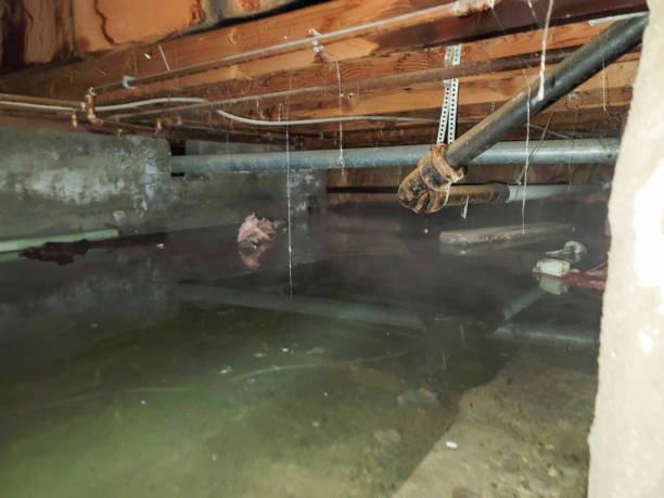 Best Flood damage cleanup  in Wallis, TX